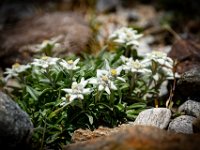 75 : club vosgien, diaporama, ötztal